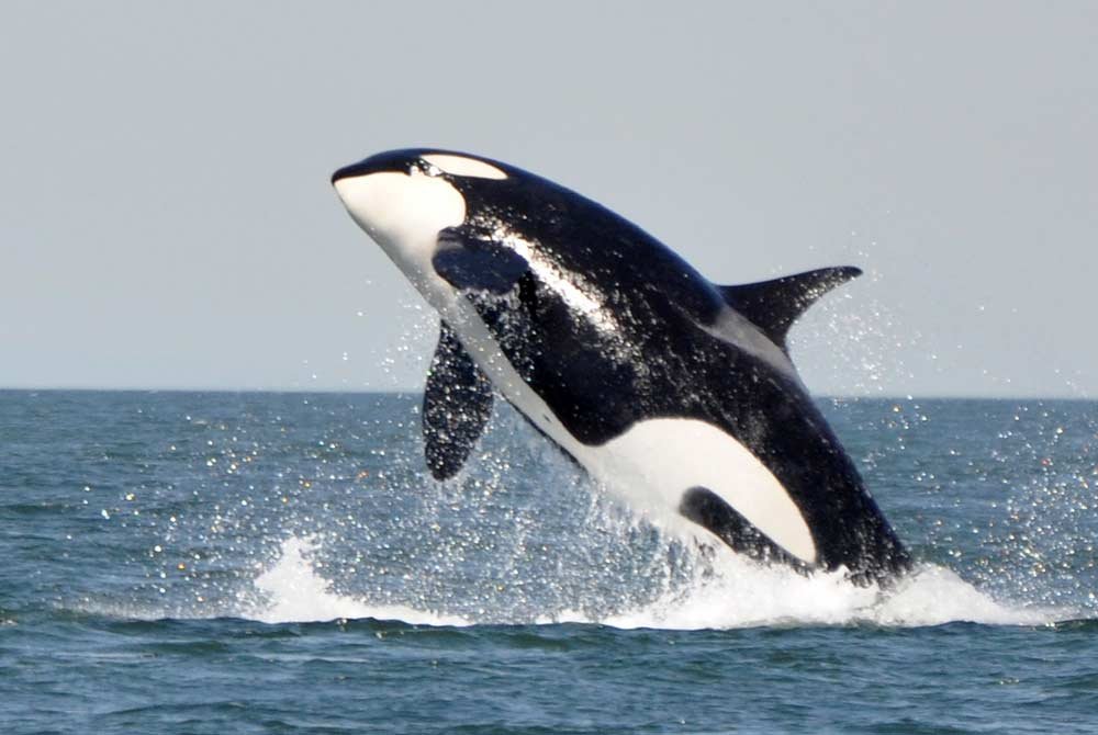 An orca breaches the ocean surface, creating a large splash while visitors explore Vancouver attractions.